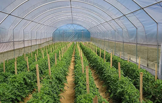 eco agriculture